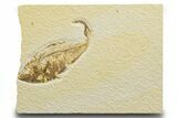 Detailed Fossil Fish (Diplomystus) - Wyoming #329718-1